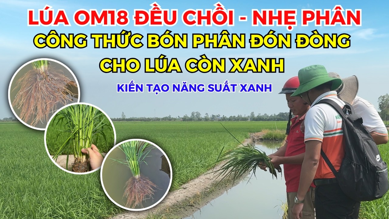 BVN - LÚA OM18 ĐỀU CHỒI - NHẸ PHÂN - CÔNG THỨC BÓN PHÂN ĐÓN ĐÒNG CHO LÚA CÒN XANH