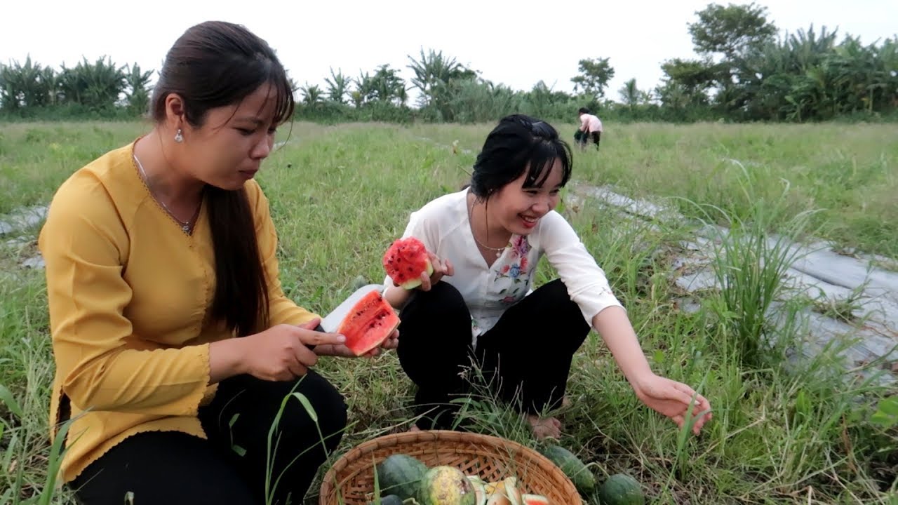 Đi mót Dưa Hấu ăn ngay tại chỗ ngon ơi là ngon | Thôn Nữ Miền Tây