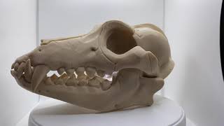 Wolf Skull Timelapse