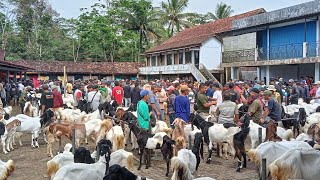 TERBARU...!!HARGA KAMBING 2026 DI PASAR KALIGESING #hargakambing 
