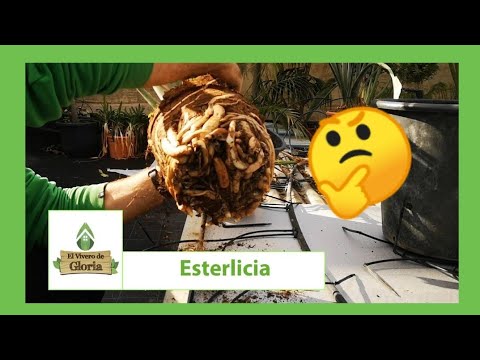 Vídeo: Com Trasplantar Phlox? Quan és Millor: Primavera, Estiu O Tardor? Com Trasplantar El Flox Florit D’un Lloc A Un Altre?