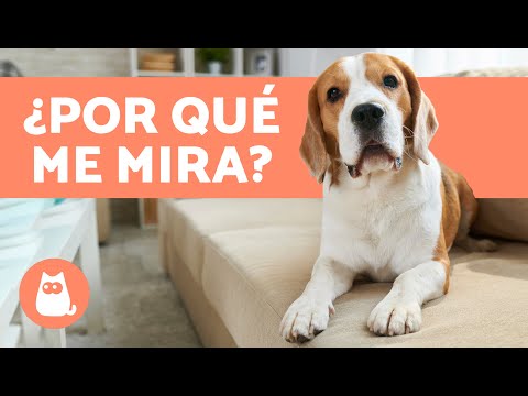 Video: Dog Mirando Fijamente: Todo Lo Que Quieres Saber