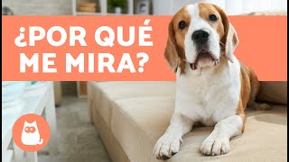 ¿Por qué mi PERRO me MIRA FIJAMENTE?  (4 Razones)