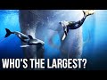 TOP Largest Creatures Ever Existed On Earth