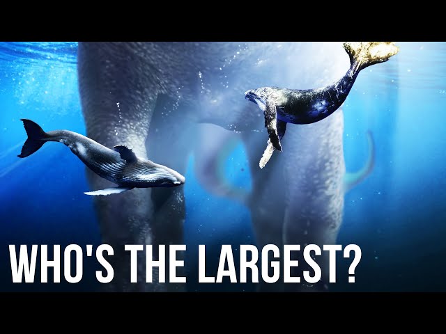 TOP Largest Creatures Ever Existed On Earth - YouTube