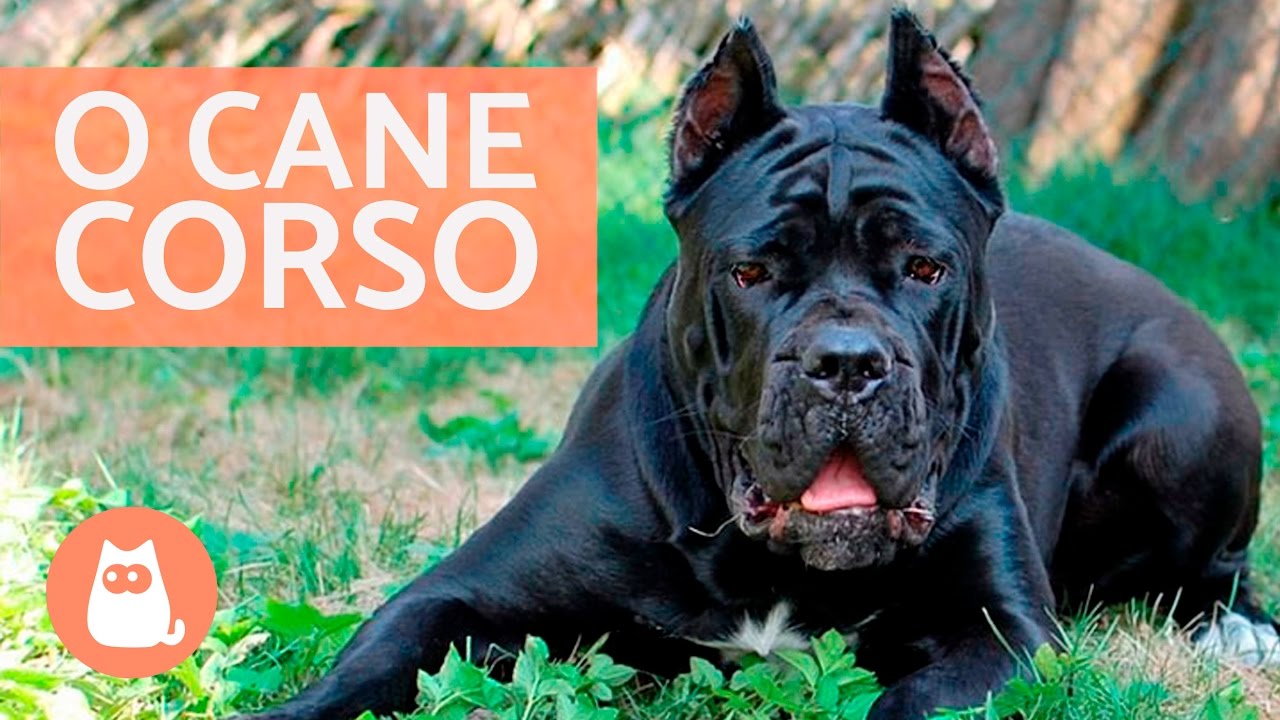 Cane corso - Características e adestramento 