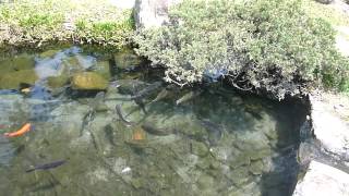 台中公園.有魚/台灣1030326