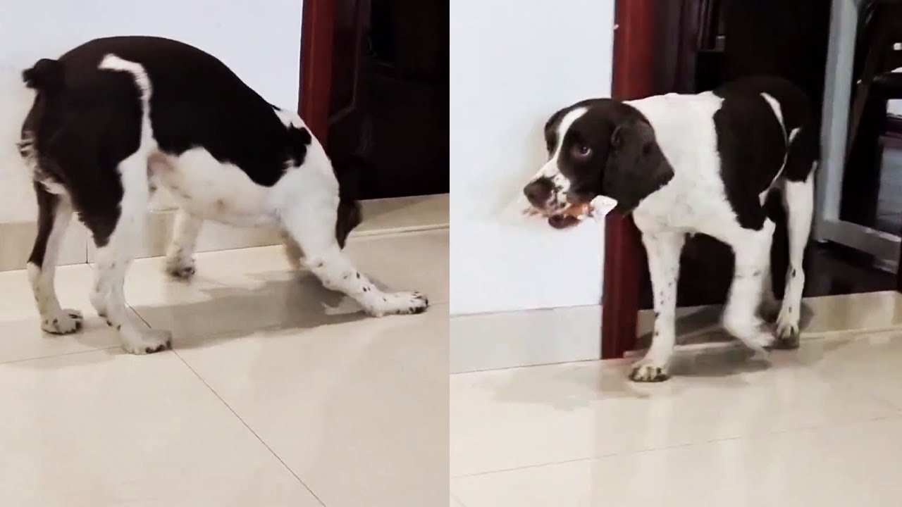 仔仔吓懵了！差点以为肉骨头要没了，还好只是虚惊一场【靓仔日记】