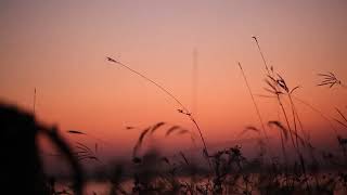 Sunset, Grass Nature Landscape   Background Video Puisi