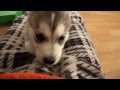 Impossibly Cute Husky Puppy: Wolfie's First Week