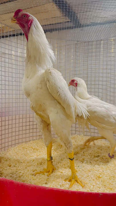 Ghausia Fancy Birds Danish Arif #chicken #birds #pets #bird #parrot #animal #viral #whiteshamo #hen