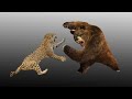 Jaguar vs Beruang Grizzly | Mari Kita Bandingkan!