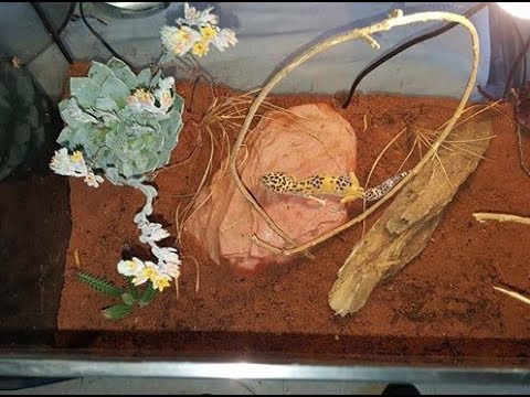camera iphone 8 plus apk Terrarium bioactif pour Gecko léopard!