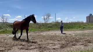 Voice Trained Mare -- Crista