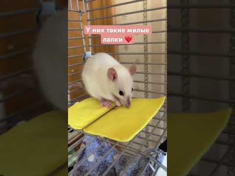 Крыса Чисай мило ест маленькими лапками 🌸 #животные #крыса #крысы