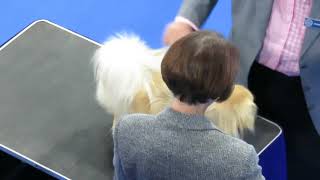 Finlay the Tibetan Spaniel at Midland Counties Champ Show