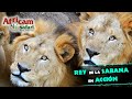 ¡Los leones en acción! con Frank Carlos Camacho en Africam Safari