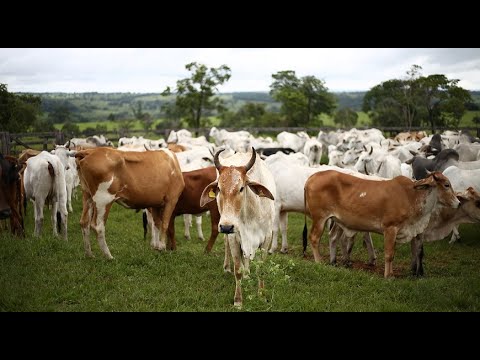 Cow rearing Part 1 in Hindi ! गाय पालन भाग -1