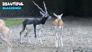 Impala And Blackbuck As Best Friends