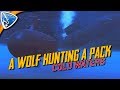 Cold Waters: A Wolf Hunting a Pack