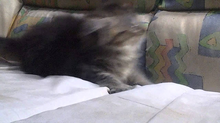 Video 885811: tabby siberian, black maine coon kitten, breeding quality