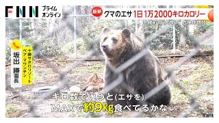 愛犬に地鶏や牛まで被害に…冬眠前“大食い”クマ危険性増加　標茶町では“OSO18”の「再来か」と住民に不安広がる