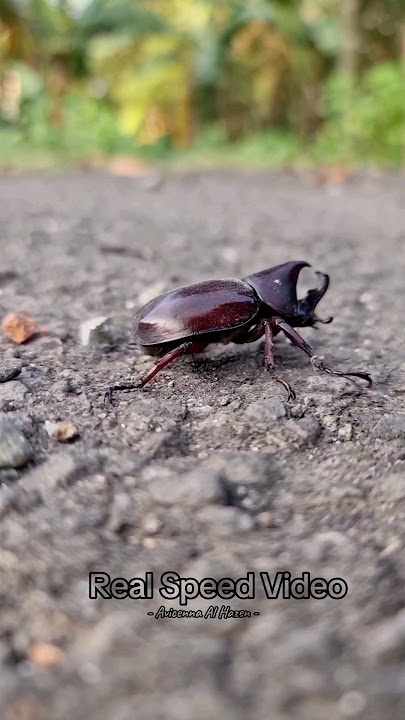 kumbang badak coklat - Xylotrupes gideon #nature #serangga