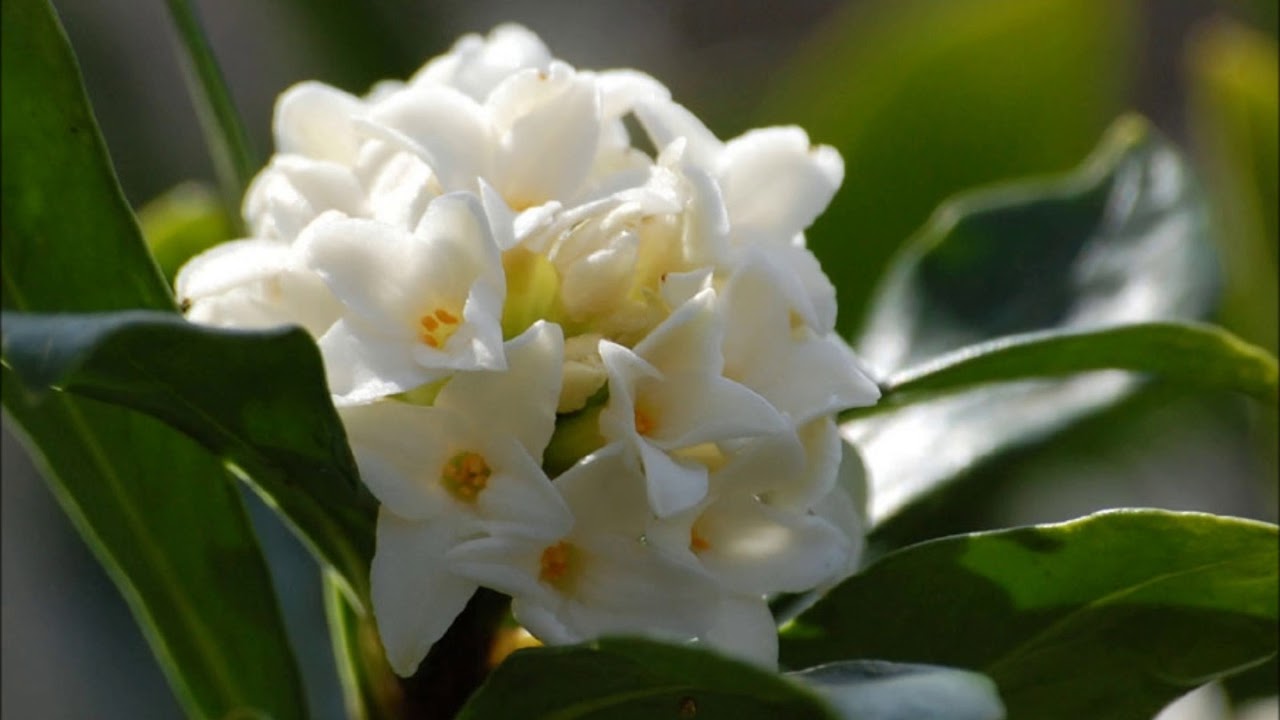 沈丁花岸田智史 Youtube