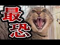 【最恐】触れることすら出来ない元野良猫の人馴れ訓練