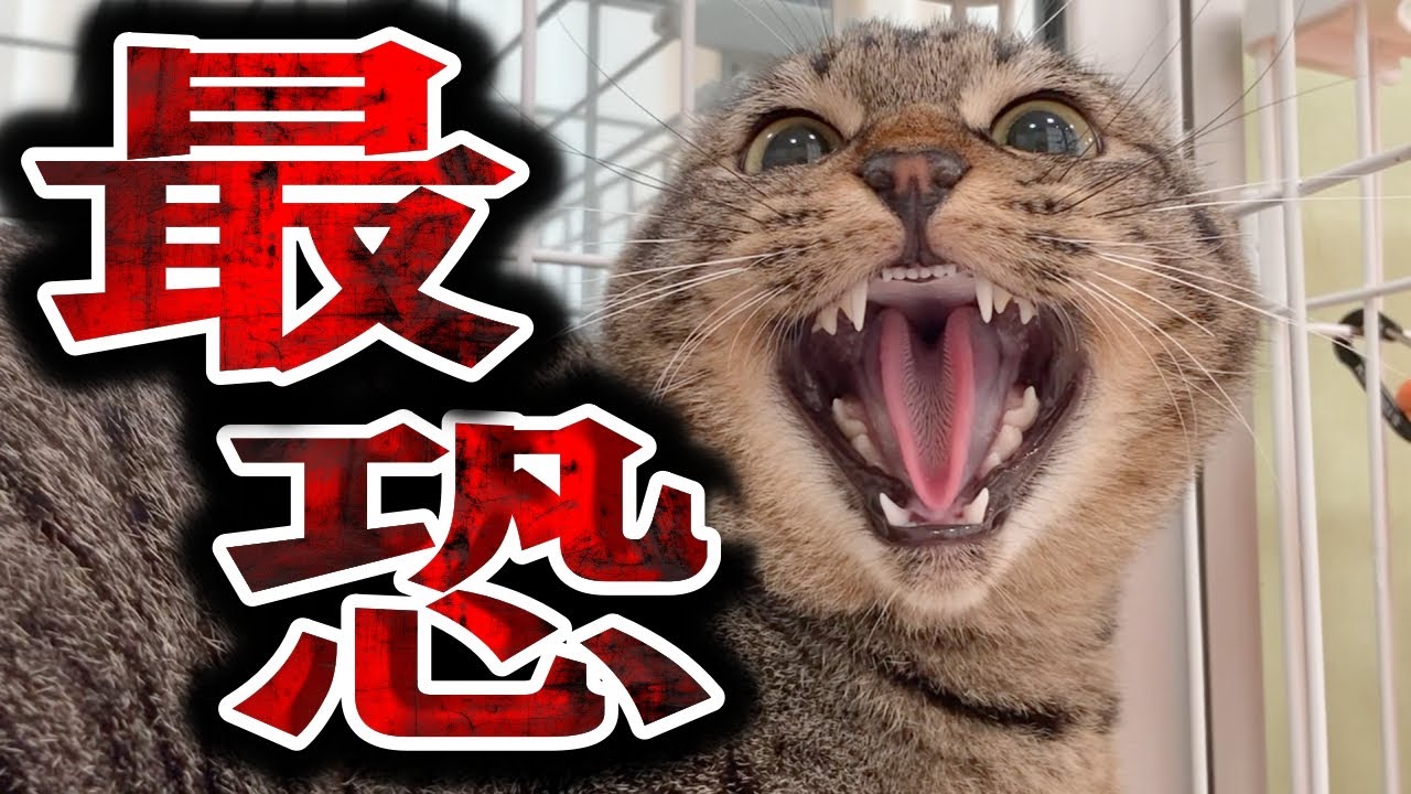 Most terrifying] Training a former stray cat to get used to people