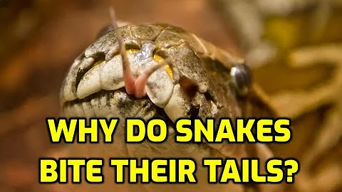 Why Do Snakes Bite Their Tails?