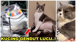 KUMPULAN VIDEO KUCING GENDUT GEMUK LUCU SEKALI  !