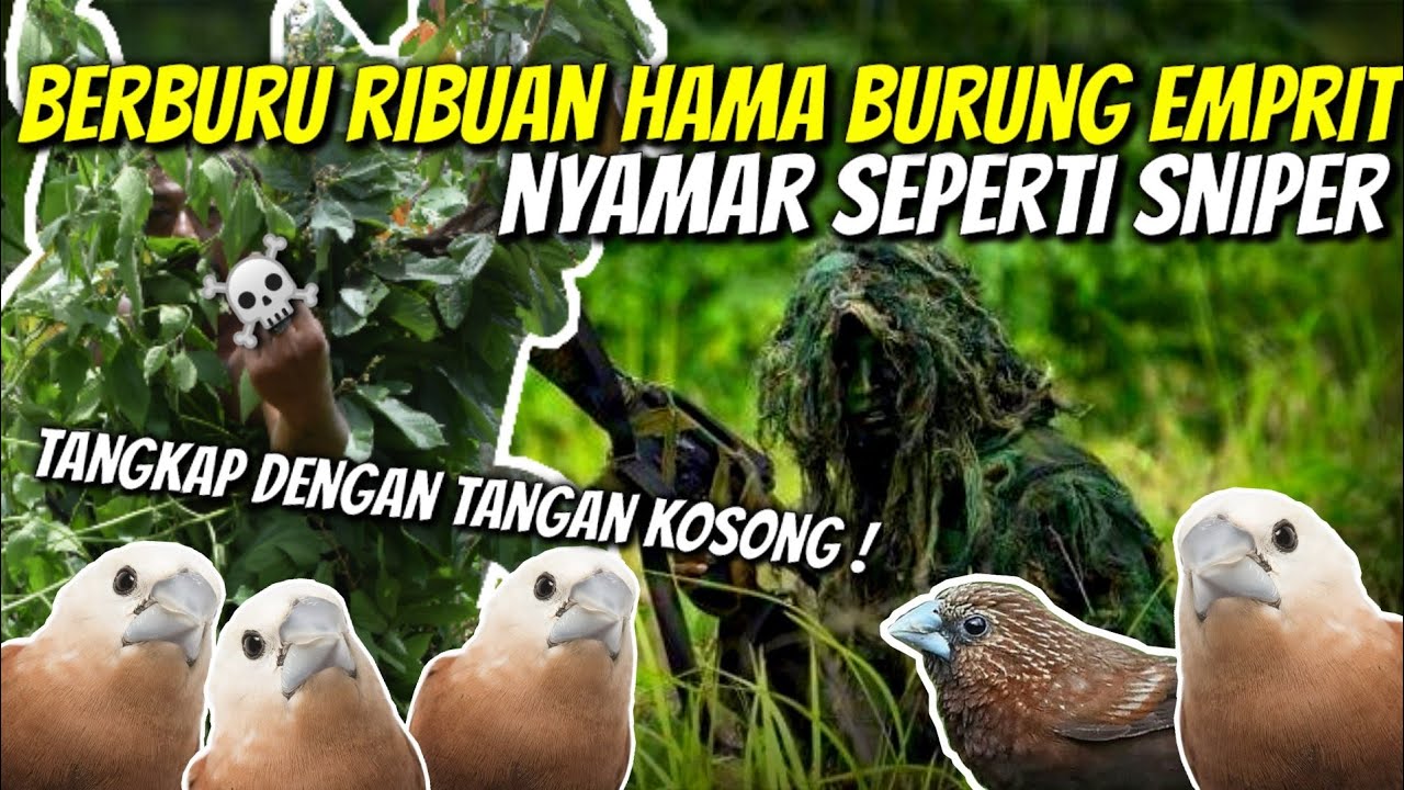 Burung Emprit Hama: Ancaman Serius bagi Pertanian dan Lingkungan