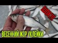 ЛОВЛЯ УКЛЕЙКИ и ПЛОТВЫ ЗИМОЙ на МОРМЫШКУ со ЛЬДА. уклейка зимой