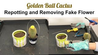 Parodia  Leninghausii-Golden Ball Cactus Fake Flower Removal