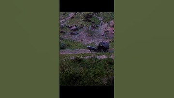 Horse Carriage Delivery Across the Plains | RDR2 Cinematic