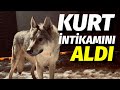 KURT İNTİKAMINI ALIR