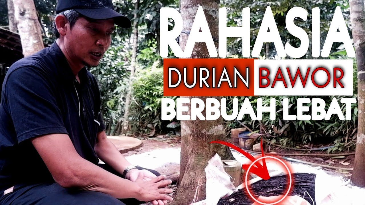 Cara Perawatan, Pemupukan Durian Bawor Agar Berbuah Lebat, Ngobrol Bareng Petani Durian Alas Malang
