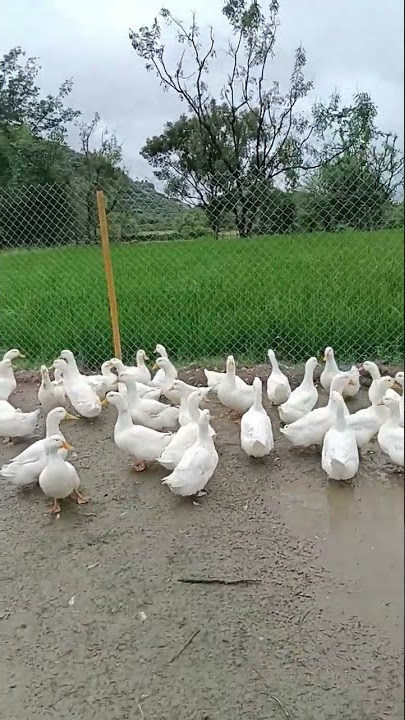 1மாதம் வாத்து குஞ்சு 100rs மட்டும் #duckfarm #வாத்து #vathu call 9345824082