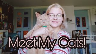 Meet My 6 Cats! | ALL RESCUES?! | by K.B's World of Pets 5,766 views 3 years ago 16 minutes