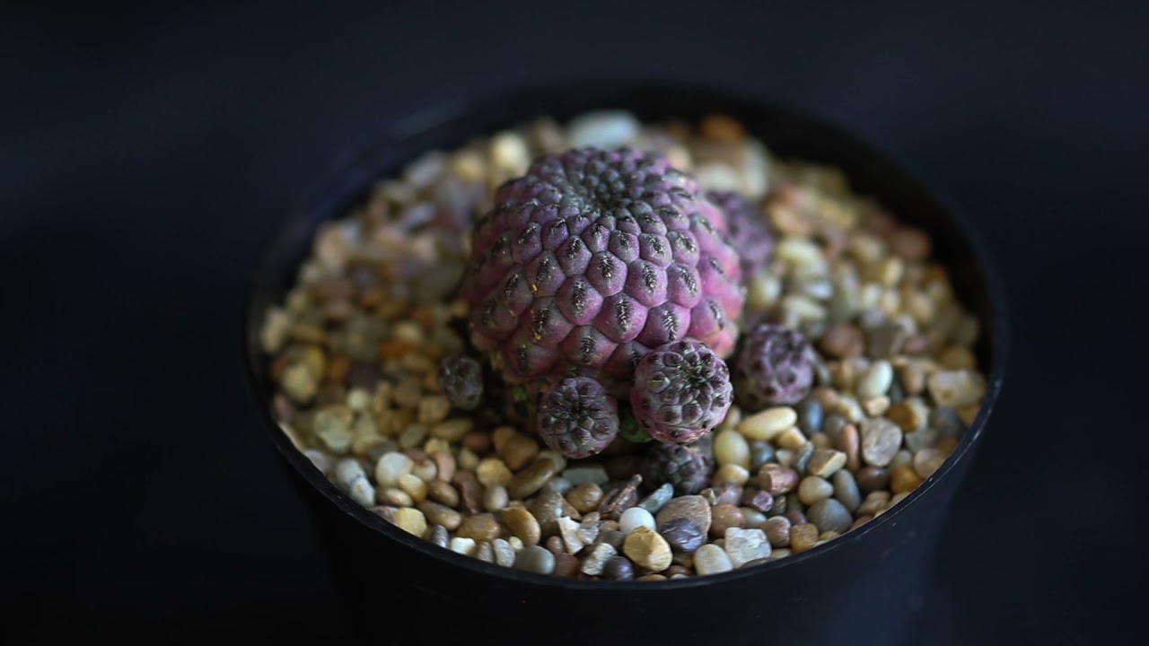Sulcorebutia rauschii v  violaciermis