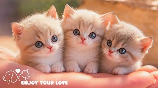 Baby Animals - Tổng hợp những khoảnh khắc dễ thương của mèo con với nhạc nền êm dịu screenshot 5