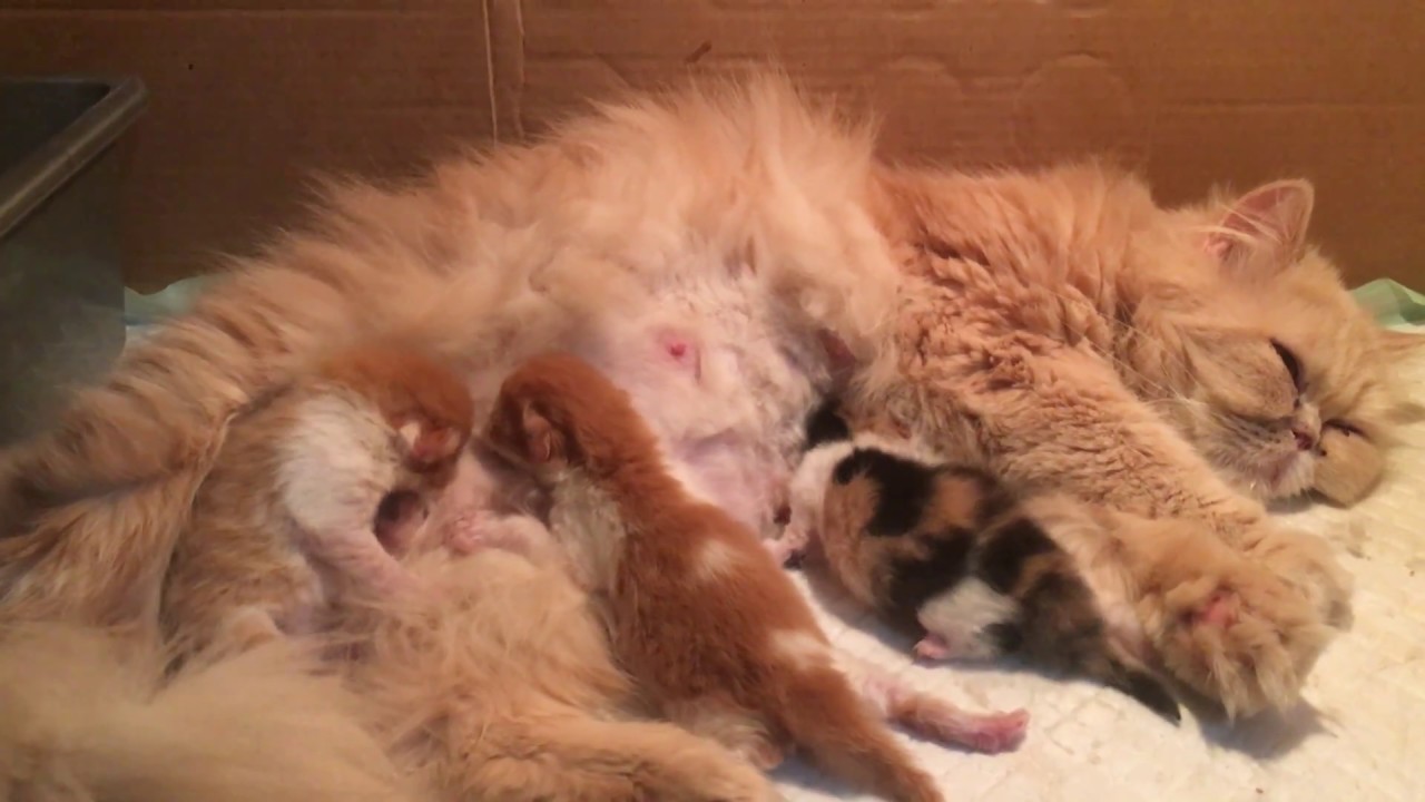 ANAK KUCING BARU LAHIR - YouTube