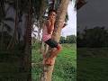 Coconut Tree Climbing Made Simple: Step-by-Step Tutorial #shrida #india