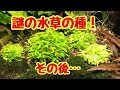 謎の水草の種！その後…