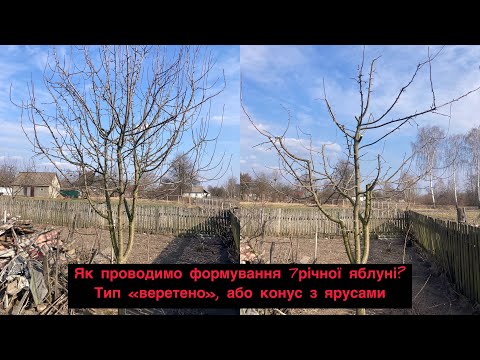 Обрізка саду, обрізка плодових дерев Фастів, Брусилів, Кагарлик, Київ та обл., видео 1