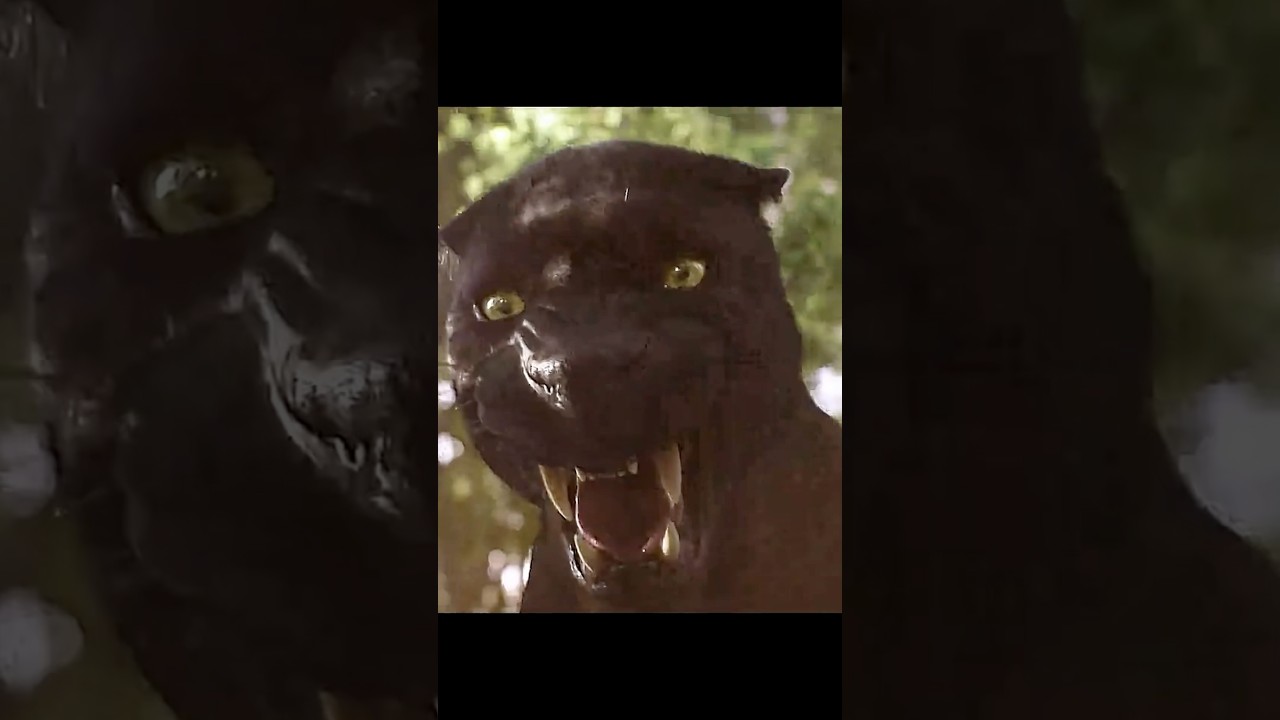 "Run, Mowgli, Run! 🐾😱 But… Why Are the Wolves Chasing Him?" | Jungle Book Scene Twist