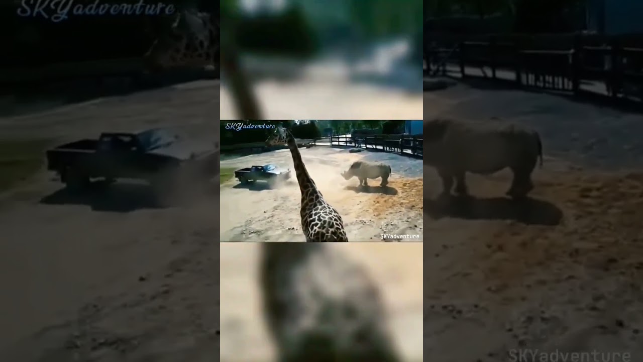 When the rhino hit the car, the zebra got upset|adventure|animals | 