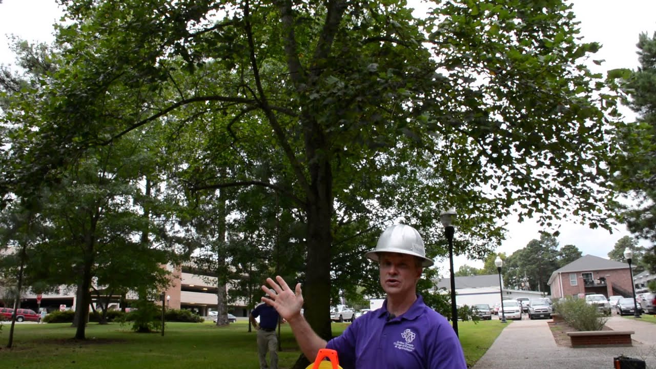How To Measure The Average Crown Diameter Of A Tree YouTube how-to-measure-the-average-crown-diameter-of-a-tree-youtube