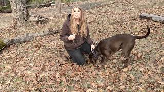 Black Rhino Dog Collars are so durable! The color stays vibrant.  #review #dog #animal #dogcare